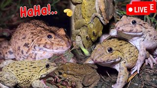 🐸Boing Boing web catching frogs🐸flying and Jumping Part 5 [upl. by Riba]