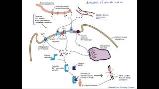 Smooth muscle activation [upl. by Boniface964]