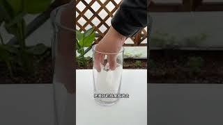 How amazing to grow orchids propagate plant fast and easy 4053 [upl. by Pouncey]