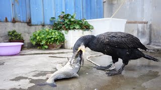 Cormorant eats a fish bigger than its own head [upl. by Eduam493]