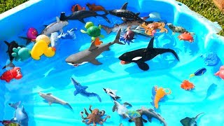 Learn Sea Animal Names with Ocean Shark and Dolphin Toys For Kids [upl. by Tremml]