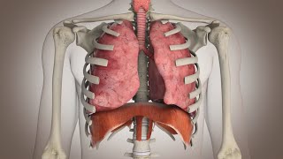 El funcionamiento del sistema respiratorio [upl. by Hillell]