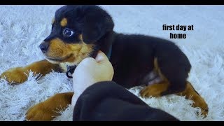 8 week old puppy Rottweilers first days home 02 [upl. by Guthrey256]