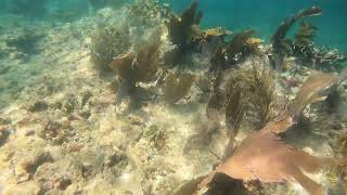 Elkhorn Coral at Pickles Reef [upl. by Hannan784]