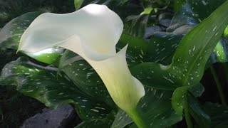 Planting Calla Lily Bulbs [upl. by Craggy]