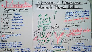 Marchantia  life cycle of Marchantia Reproduction in marchantia Marchantia thallus [upl. by Yenitsed15]