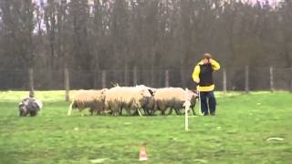 Bearded Collie quotVallarens Ulla Bellaquot  winner of the Herding Trial [upl. by Matrona]