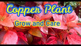 Acalypha wilkesianaCopper Plant How to grow care and propagate [upl. by Bart]