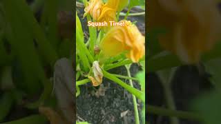 🌱💛Patty Pan and Straightneck Squash Continue to Pump Out in the Garden [upl. by Aynekal]