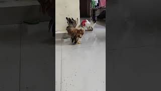 My honey rooster shouting with his girlfriend rooster sound bantamchicken bantam pets [upl. by Aicinoid888]