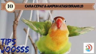 10 cara ampuh menurunkan birahi lovebird secara cepat [upl. by Berlin]