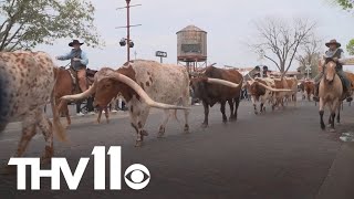 Fort Worth Stockyards continue famous cattle drive [upl. by Bourke281]