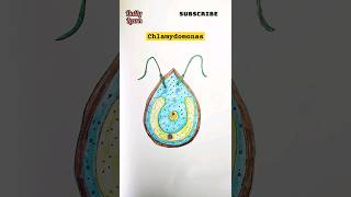 chlamydomonas diagramshortsytshortsviralvideo motivationbiologyscienceviraldrawingdiagram [upl. by Anyale521]