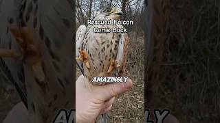 Rescued Falcon Returns to Thank Its Rescuer  Wild Animals [upl. by Sicnarf]