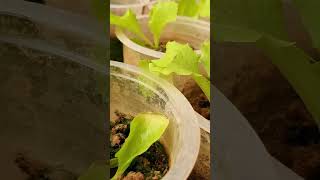 Lettuce Growing Time Lapse  watch full video [upl. by Aleciram]