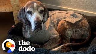 Trembling 12YearOld Rescue Dog Slowly Becomes A Puppy Again  The Dodo [upl. by Jez]