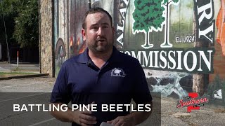 Show 1025A Pine Beetle Infestation [upl. by Todd]