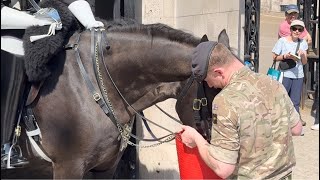 London Live Camera 2024 quotBoundless Majesty The Daily Delight of the Regal Horse from Horse Guardquot [upl. by Nylynnej694]