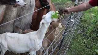 Water Hyacinth Project  Part 03  LIvestock Taste Testing [upl. by Panta146]