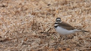 Killdeer in the field [upl. by Zetra898]