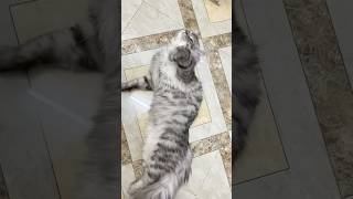 Unusual crankiness😅😍 youtubeshorts cats4life foryou catlover funnykittens viralcatvideos [upl. by Einiar]