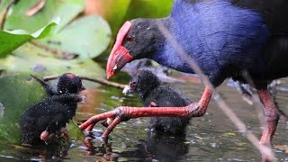 Purple Swamphen with chicks [upl. by Cairistiona]