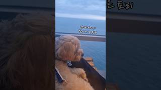 바다보며 쉬고있는 강아지 Busan Taejongdae Sea View 토리토리 태종대전망대 바다 바다뷰 쇼츠 shorts [upl. by Seugirdor]