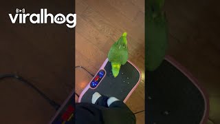 Parrot Steps on Vibration Plate  ViralHog [upl. by Athalie]