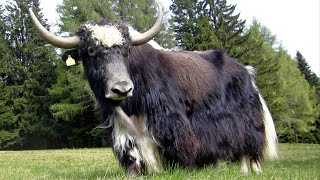 Yak  Quadruple Purpose Cattle [upl. by Sherry]