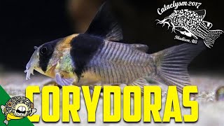 How to Breed Corydoras by Eric Bodrock at Cataclysm 2017 [upl. by Attena]