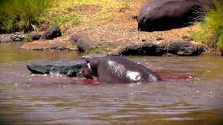 Hippo Gives Birth  Saves Newborn From Croc [upl. by Saberhagen]