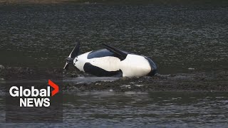 Race is on to reunite orphaned orca calf with pod off BC coast [upl. by Ahsemad]