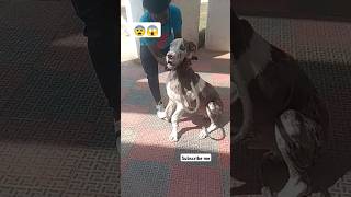 Agressive bull dog treatment front legs😰short vedeovirel [upl. by Rawde]