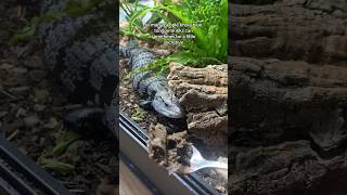 My Blue Tongue Skink Goes Wild For This [upl. by Nakre]