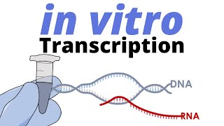 in vitro Transcription [upl. by Luing]