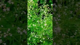 Parthenium commonly known as congress grass [upl. by Gottfried590]