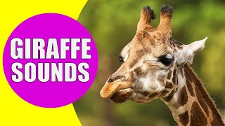 GIRAFFE SOUNDS  Learn Animals with Kiddopedia Shorts [upl. by Esac]