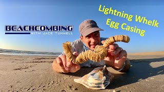 Beachcombing  Lightning Whelk Egg Casing [upl. by Swigart]