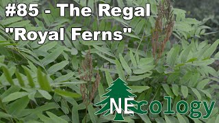 NEcology 85  The Regal quotRoyal Fernsquot [upl. by Ednutabab]