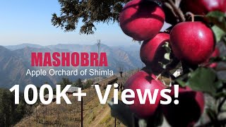 Mashobra An Apple orchard of Shimla [upl. by Alyson689]