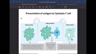 Immunology L9 C1C2 Antigen processing amp presentation P2 [upl. by Bandeen]