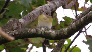 American Redstart  Barra  12092017 [upl. by Anileba]