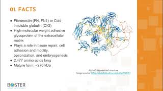 Learn FN1 in 3 minutes  Fibronectin FN CIG [upl. by Newcomer229]