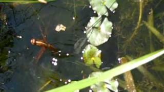 Dragonfly laying eggs in a pond [upl. by Hillery]