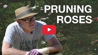 Pruning Roses [upl. by Yager]