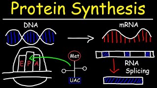 PROTEIN SYNTHESIS Trascription and Traslation life sciences Grade 12 Thundereduc DNA M Saidi [upl. by Stock568]