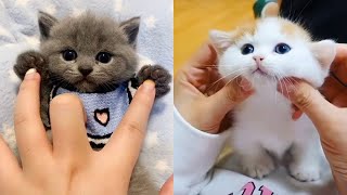 Baby Cats  Cute and Funny Cat Videos Compilation  Cute Kittens In The World [upl. by Nahgam]