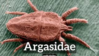 How Does Argasidae Look  What is Argasidae  How to Say Argasidae in English [upl. by Boffa457]