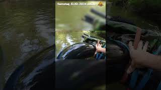 Wildnis Tour auf AAL und WELS trailer shorts angeln fishing [upl. by Nylarac80]