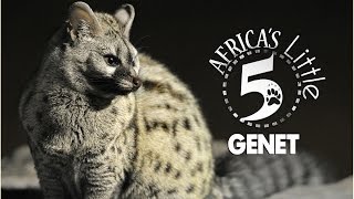 The Genet  Night Stalker  AFRICAS LITTLE 5 [upl. by Ainoloppa]